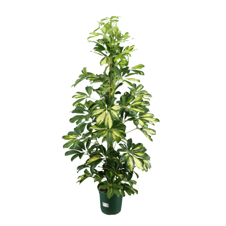 Schefflera (Planta Interior)